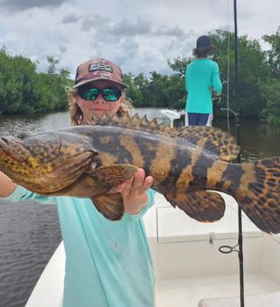 Groupers: The stars of the sea show! 